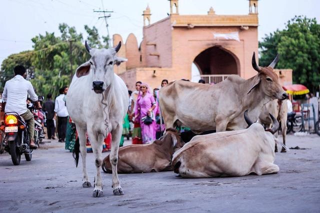 5牛比90马大几岁，马牛b到底是怎么出名的"