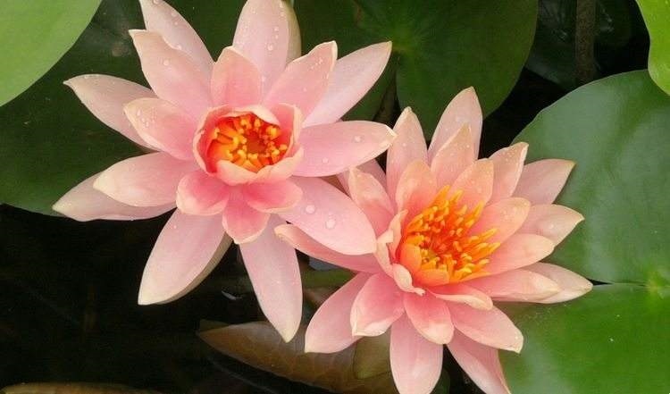 属猴的和属兔的合财吗,属兔和属蛇属猴的合财么