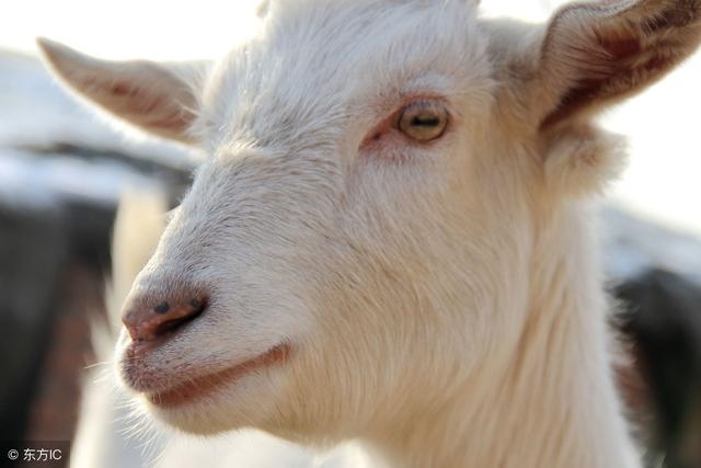 979年羊年运势如何，牛年运程2022