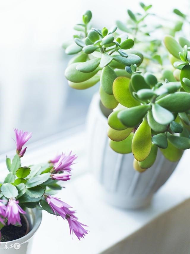 属猪的和属猪的财运怎么样，属鸡的财运分析风格