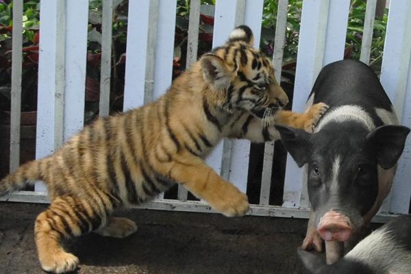 属猪人命中注定的另一半，属猪的今年有姻缘吗