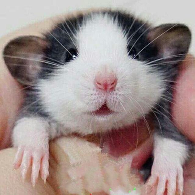 喜欢鼠类的人性格，喜欢猫的女生心理学