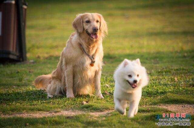 2年属狗人今日运势，属狗2022