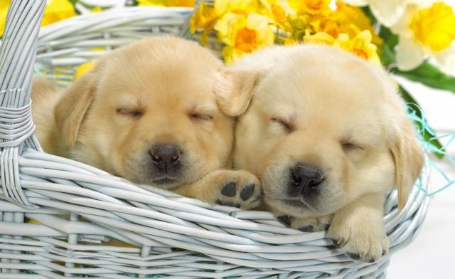 属鼠的生牛宝宝好吗，1984年属鼠2022 年生宝宝好吗