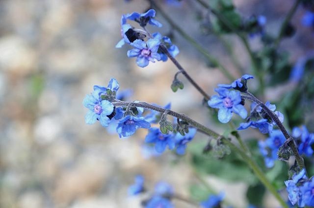 老鼠怕什么植物盆栽花，老鼠真的怕郁金香吗