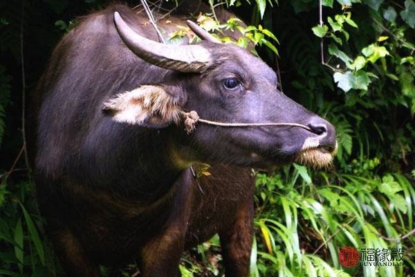 7属牛女配什么属相，97年的今年多大"