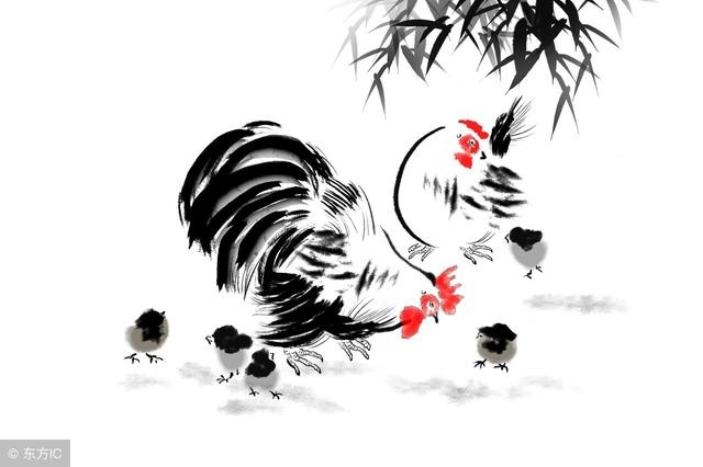 3屬雞人一生三大劫，幾點(diǎn)出生的屬雞是鳳凰"