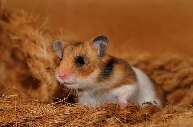 属鼠女人作风怎么样，属鼠的女人性格怎么样