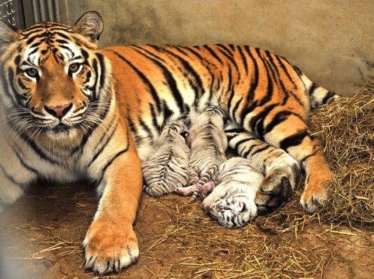 8年的两只虎结婚，虎配虎婚姻好不好1998"