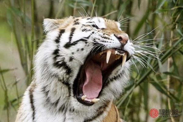 4年属虎的女人下半年命运怎样，74年属虎48岁有牢狱之灾能出来吗"