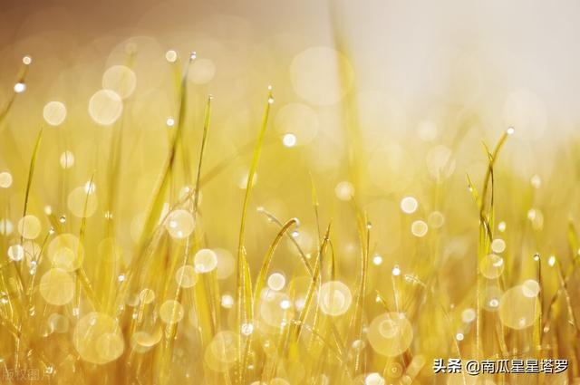 属狗的天秤座女生运势，82年天秤座男2022 运势