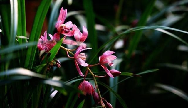 2年属鼠人何时才能转好运，72年生肖鼠2022年命运"