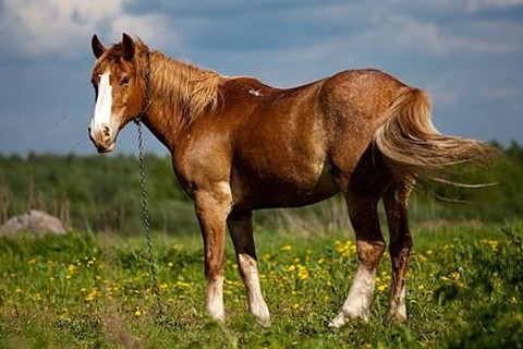 978年属马44岁运势女，1966马在2022