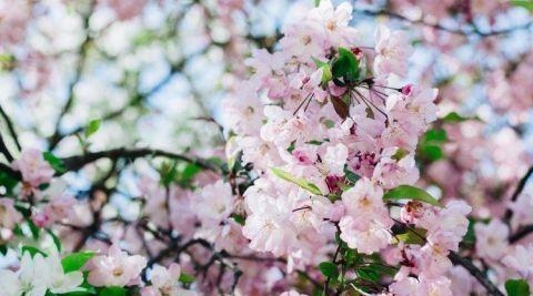 属鼠的女什么性格，属鼠1996的命运女孩子