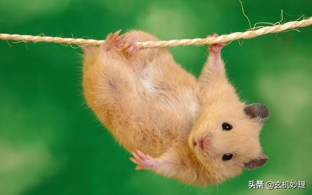 怎么查个人黄历运势，今日运势查询黄历