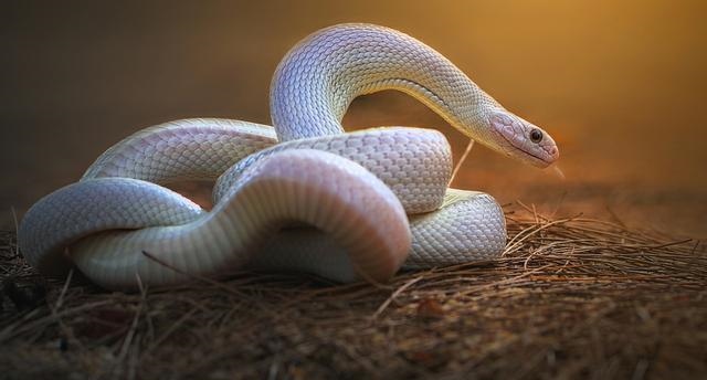 属蛇人十月份运势如何,属蛇人的正缘是什么时候