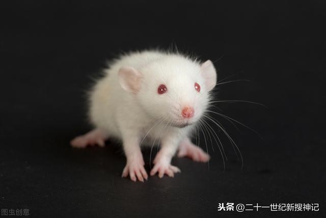 996年火鼠为什么火，1996年属鼠是什么命"