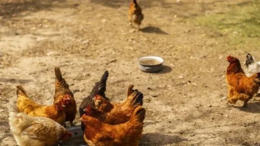 969年属鸡的每月运势,1981年属鸡2022