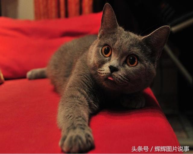 最能吓死老鼠的猫叫声，老鼠超声波驱鼠器声音
