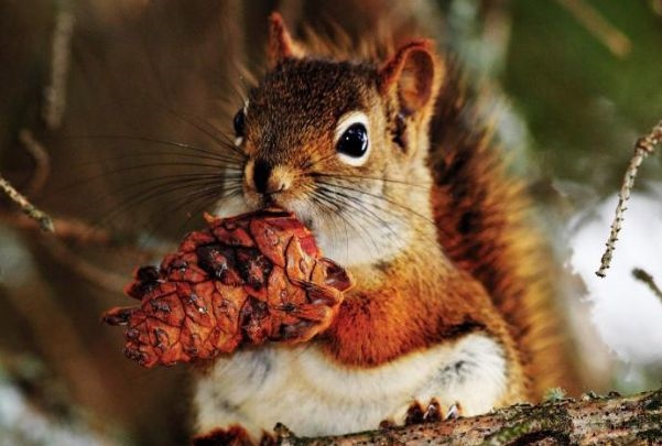 生肖鼠女人的一生命运,1984属鼠一生有二婚