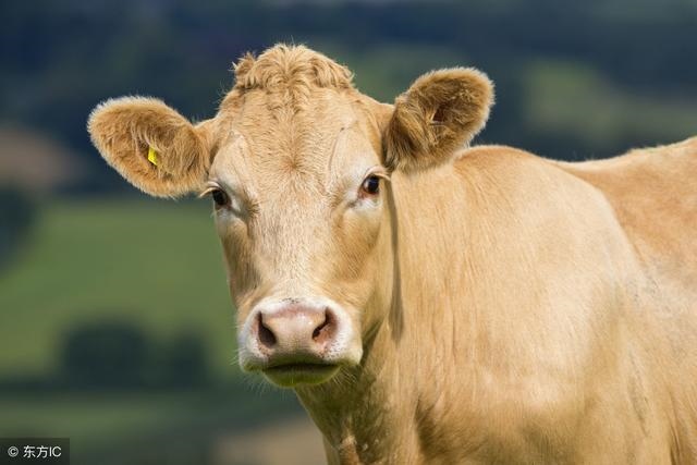 7年属牛男今年很不顺吗，1997年到2022