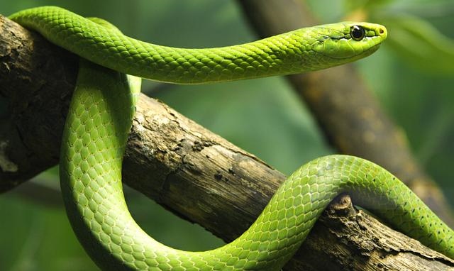 属蛇人十月份运势如何,属蛇人的正缘是什么时候