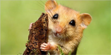 属鼠几月份出生的命运怎么样,属兔的几月份出生的命运更好呀