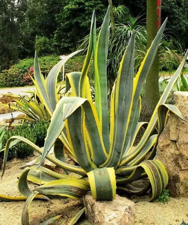 2年属鼠女的微信头像，1972年女微信头像用什么好"