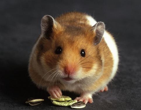 属鼠人生于九月，属狗人生于农历九月