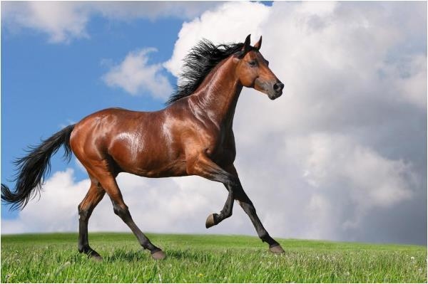 马和羊婚配合适吗，属马和属羊谁旺谁