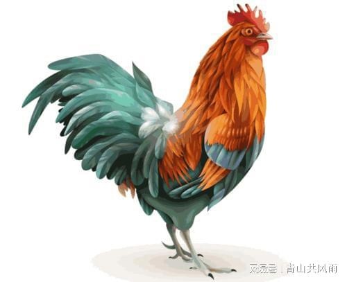 属鸡男和什么属相最配,属相鸡男和什么属相更佳