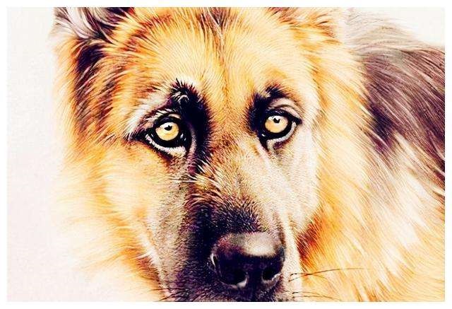 2年的属狗女今年运势怎么样，2022