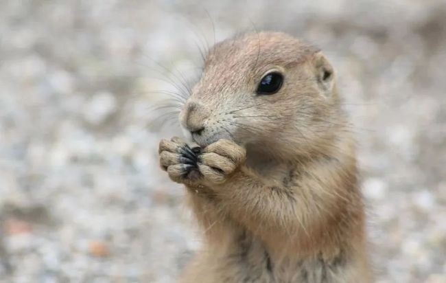 九月出生的鼠好不好，属鼠的生于阴历九月好吗