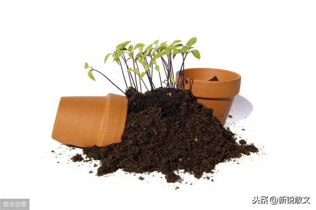 住二楼有老鼠怎么办，专门吓老鼠的猫叫声