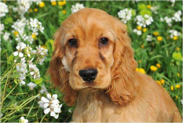 2年的属狗女今年运势怎么样，2022