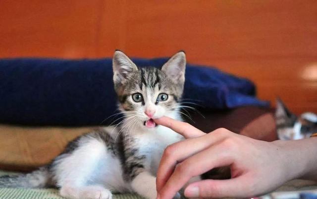 猫叫声驱鼠器赶老鼠的猫叫，猫叫声音驱赶老鼠