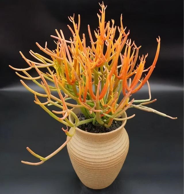 998属虎最忌几月出生，属虎人一生最旺3个人"