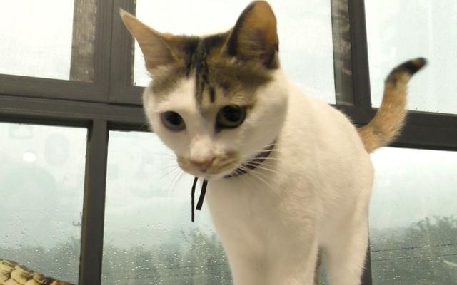 猫叫声驱鼠器赶老鼠的猫叫，猫叫声音驱赶老鼠