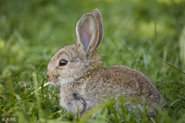 3年属兔的今年运程怎么样，1963年属兔男一生婚姻"