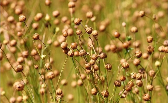 上买的驱鼠器有用吗，灭鼠神器超声波管用吗