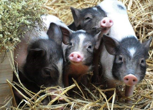 022年属猪的人的全年运势，2023年属猪人的全年运势详解"