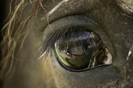 马与马怎么交流，怎样同43岁的马女聊天