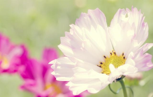 属鼠女性格特点，属鼠的女人的特点