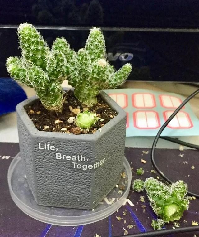 老鼠不喜欢什么植物，负鼠不喜欢什么植物