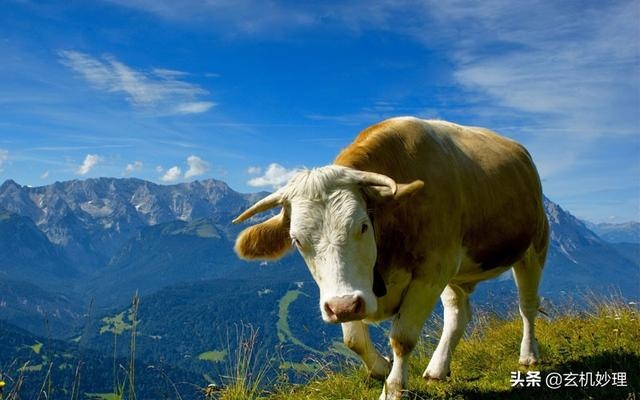 属兔的今日打麻将财运，测一下今天的麻将运