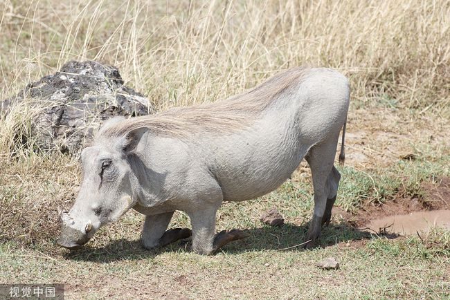 1年男猪2022年运程烂桃花，2022