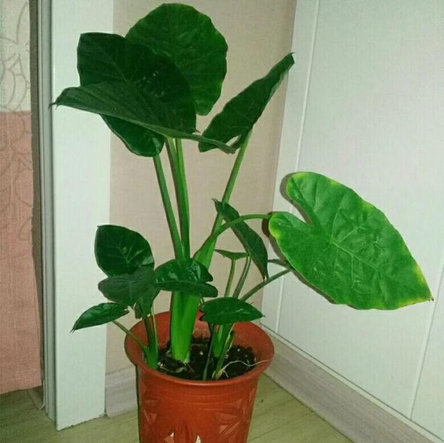 998属虎最忌几月出生，属虎人一生最旺3个人"