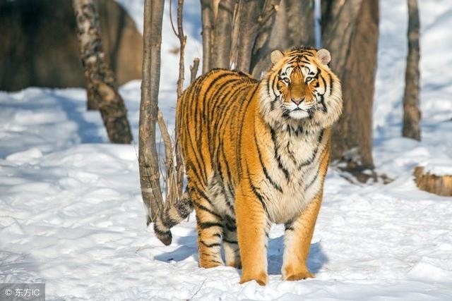 属虎的男孩出生吉日，虎年几月出生更好男孩