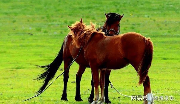 属马的今年要注意什么呢,属马的2022 年注意事项