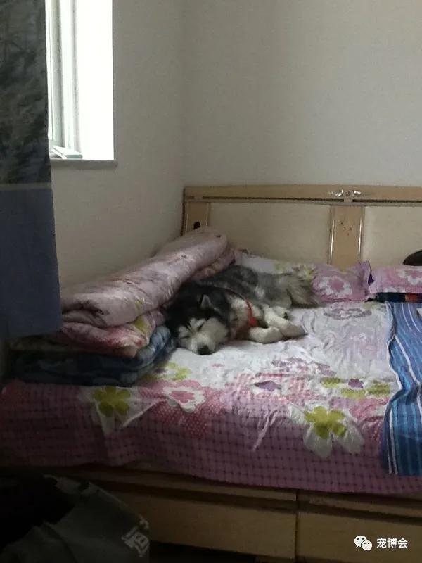 兔子可以跟人一起睡吗，兔子喜欢和主人一起睡